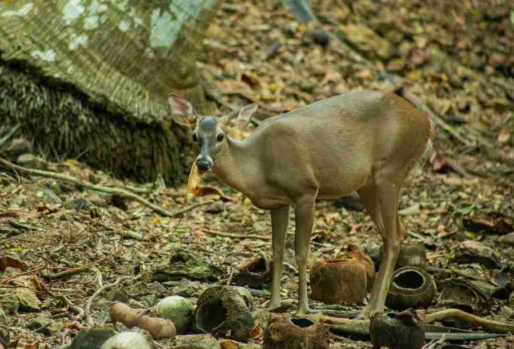 4 VIENTOS FONDOS - 2025-03-04T121341.790